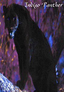 Indigo Panther